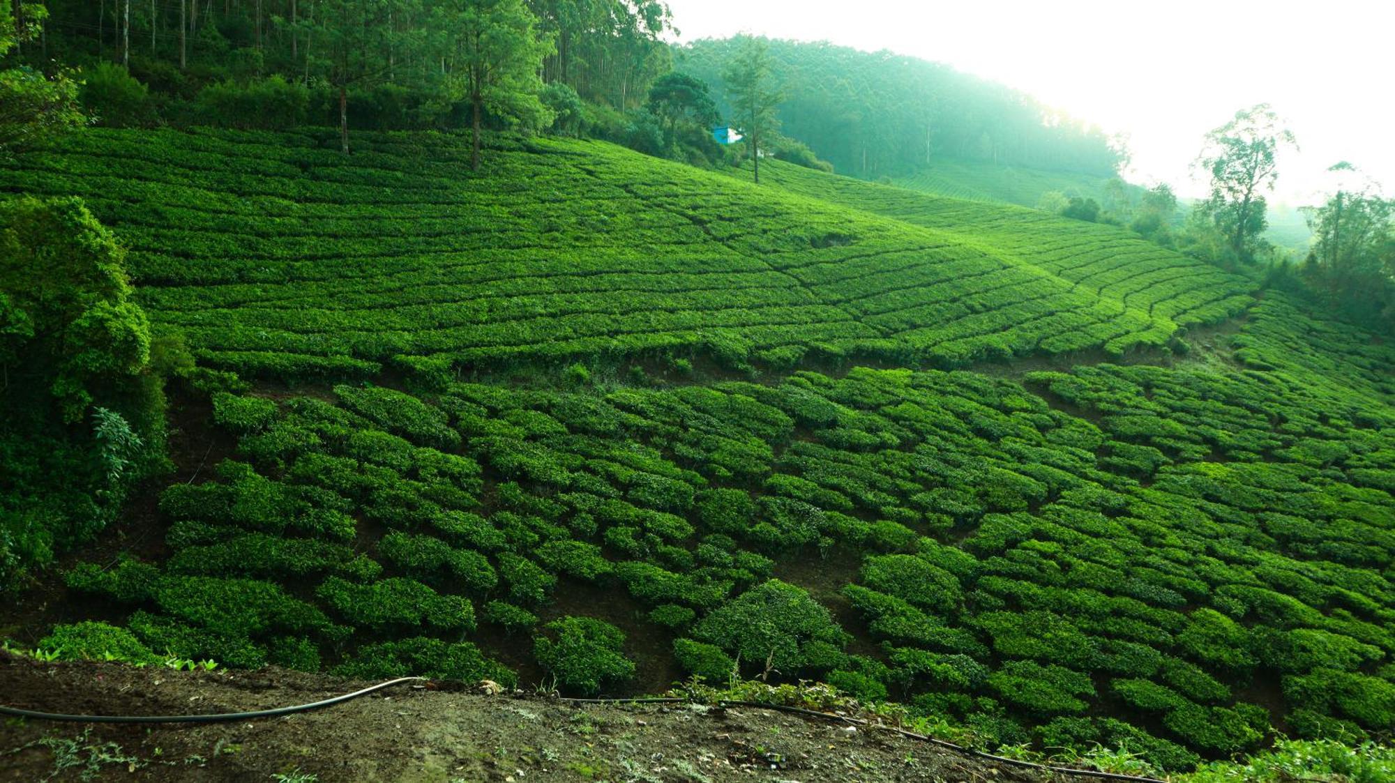 Valley View * Munnar